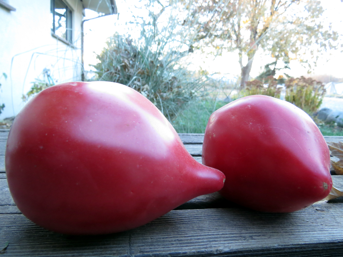 Zailiysky Alatai (red) tomato